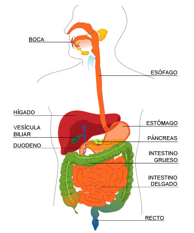 El aparato digestivo