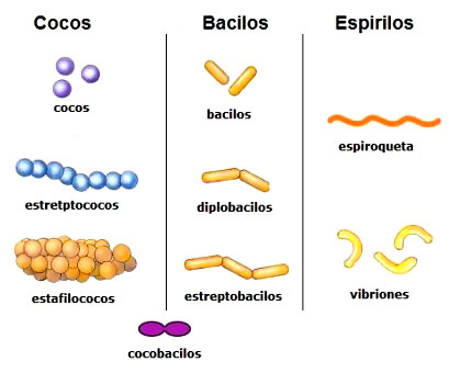 Resultado de imagen para bacterias formas